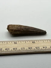 Spinosaurus 2.25” TOOTH  Teeth Dinosaur Fossil before T Rex Cretaceous CS 851