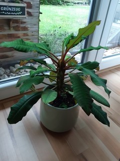 Spuckpalme Madagaskar Juwel Zimmerflanzen Euphorbia Leuconeura 20 Samen Von 2026