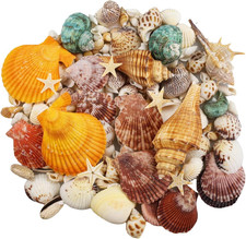 135 PCS Sea Shells Mixed Beach Seashells Starfish Colorful Various Sizes...