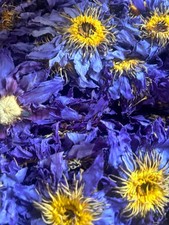 Organic Egyptian lotus The Blue Lotus Nymphaea caerulea 1 Oz