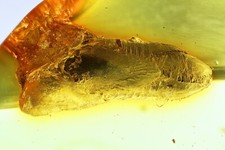 Very Nice Bud and Long-legged fly Dolichopodidae Genuine Baltic amber #9987