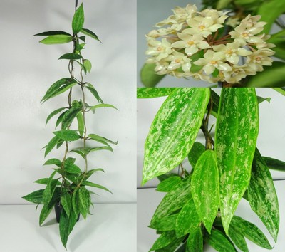 Hoya Sp. Rangsan silver leaves 18 Inches Healthy Mature Plant, RARE, Houseplant