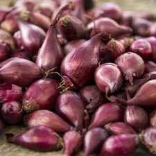 50 SEEDS Shallot Onion | Sibuyas Tagalog | NON-GMO | Red Shallot Onion
