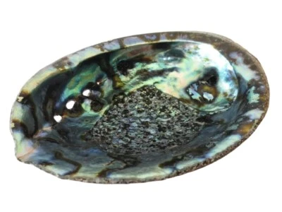 CONCHIGLIA ABALONE QUALITA' EXTRA PER SALVIA BIANCA Haliotis Midae