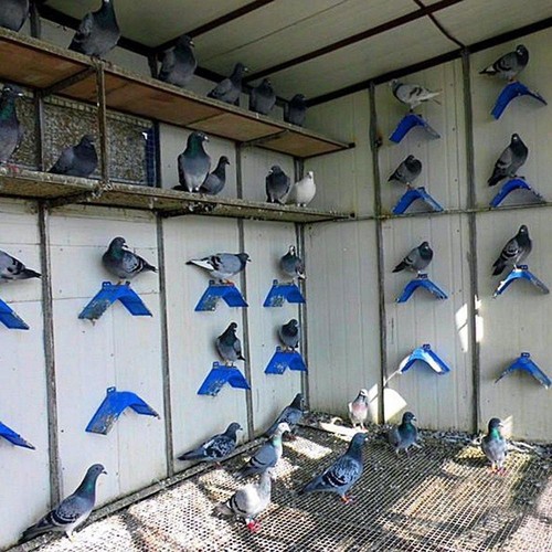 10/20Pcs Pigeon Dove Rest Stand Frame Dwelling Roost Perches Bird Cage Supplies - Picture 9 of 12