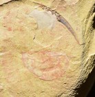 Nice Isoxys minor Arthropod Fossil, Lower Cambrian, Guanshan Biota
