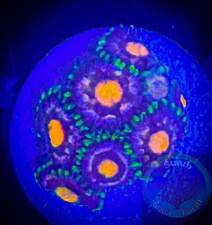 SAF~ “WYSIWYG” Florida Gators  Zoanthid Coral Frag, Palythoa, Paly, Zoa