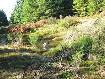 Foto 6x4 Ein Pool im Wald Torhaus Bahnhof Es waren viele Hirschtra c2010
