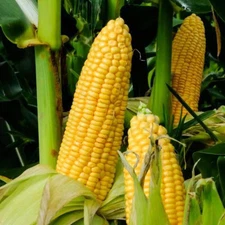 Honey Select Triple Sweet Corn Seeds - For 2025 Planting AAS Winner Yellow