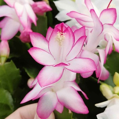Schlumbergera DARK EVA fucsia BIANCA cactus di Natale natalina pianta grassa
