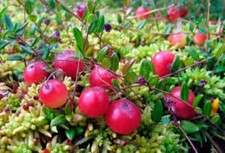 American Cranberry  Vaccinium Macrocarpon 250 seeds Hardy  fruit