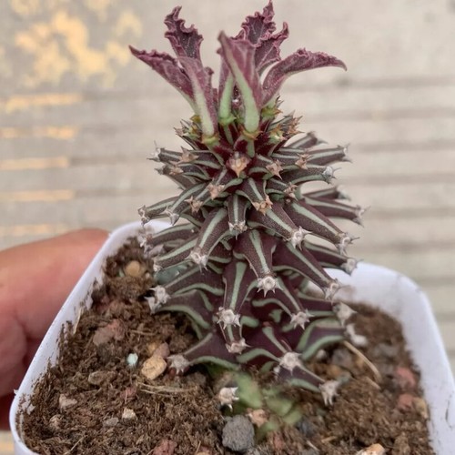 Hermosa planta de cactus suculenta de 8 cm Euphorbia Guentheri Variegata Euphorbiaceae - Imagen 8 de 24