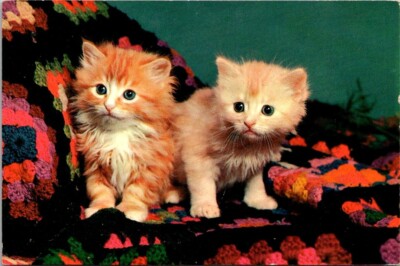 Posted Two Orange Kittens Setting On Granny Square Afghan Cats Unposted