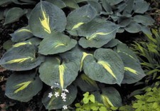 Hosta Thunderbolt® garden plant sent out in 1.5 litre pot or bareroot.