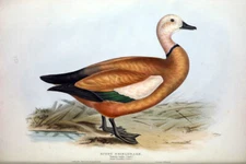 1837 John Gould - Ruddy Shieldrake Tadorna rutila - 13x19 Exc Print  