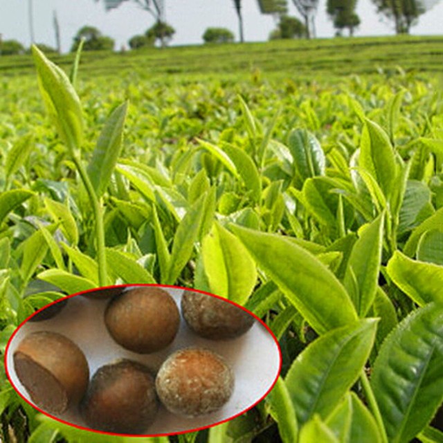 5pcs Chinese Green Tea Tree Plant Seeds Camellia Sinensis