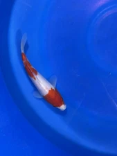 Kohaku Dainichi Japanese Imported Koi “9 Inch”