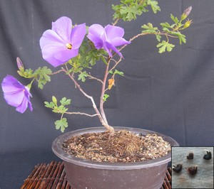 Hibiscus Crimson Mallow 70 Seeds Hibiscus Syriac Good For Bonsai Tree 976 Ebay