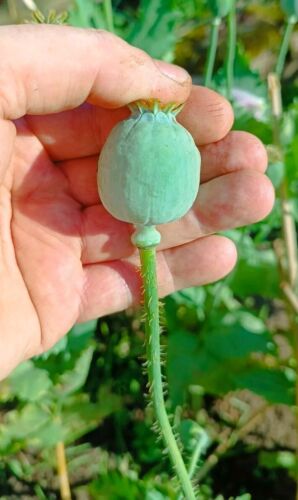 Schlafmohn Papaver somniferum 'Britisch Pharma' - Bild 4 von 4