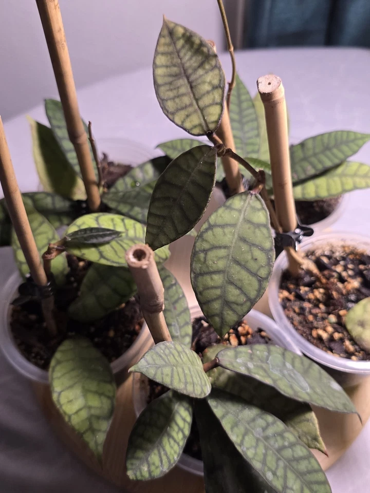 Hoya Callistophylla - Image 4 of 4