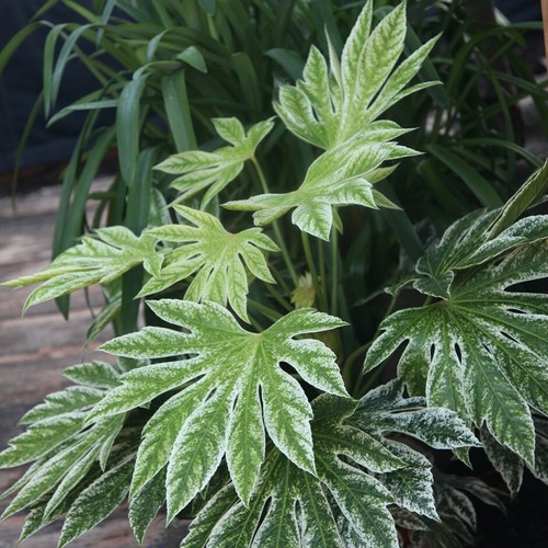 Fatsia japonica SPIDERS WEB JAPANESE ARALIA Seeds VERY EXOTIC