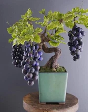 Grape Bonsai Tree Seeds for Planting - 50+ Seeds
