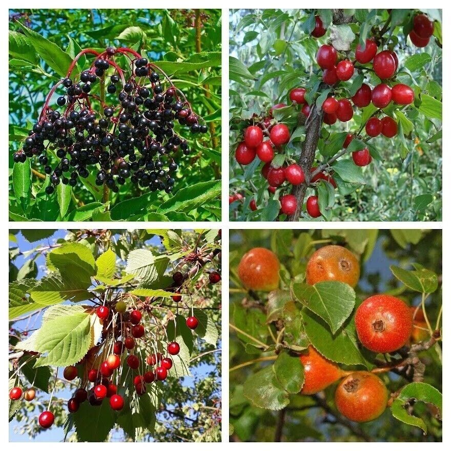 SELECCIÓN DE FRUTAS SILVESTRES RESISTENTES AL INVIERNO - 80+ Semillas Seed V 106