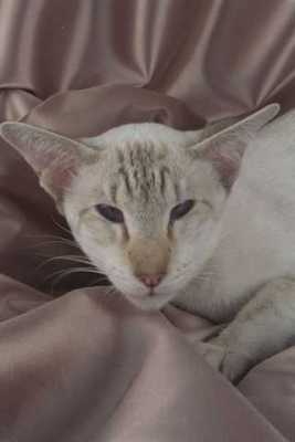 458083 Siamesische Schokolade Tabby Point A4 Fotodruck