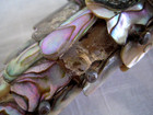1960s Mid-Century Modern  Abalone Fish Bottle Opener ~ Los Castillo Taxco Style — photo 5