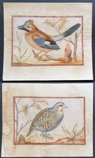 Coppia di acquerelli XIX secolo uccelli ornitologia anonimo disegno dipinto