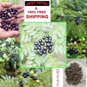 Curry Leaf Plant Seeds | eBay