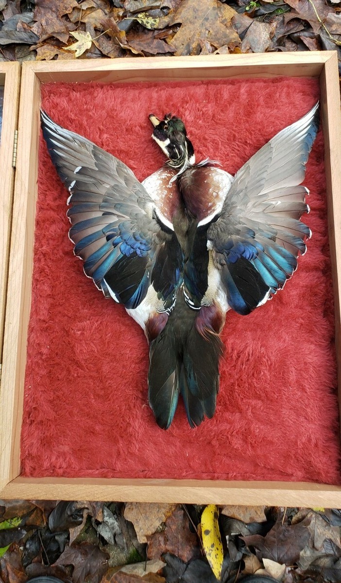Taxidermy Duck Mounts