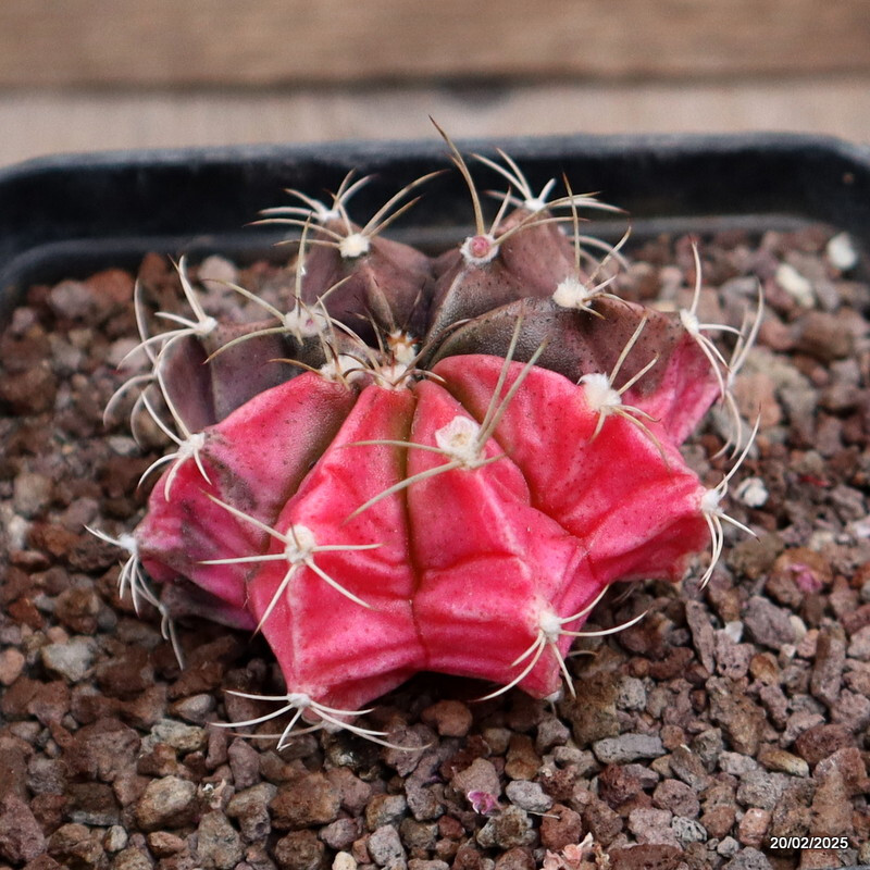 A5785 GYMNOCALYCIUM MIHANOVICHII VARIEGATED pot10-H5-W7 cm MaMa Cactus