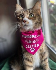 NEW Dog  Cat Bandana OVER THE COLLAR Dog Birthday Party Free Shipping