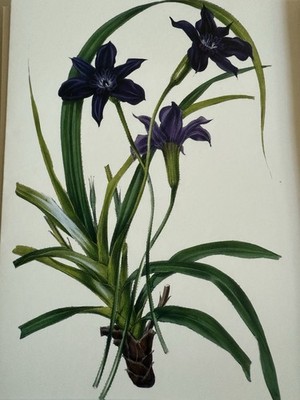 Purple Flowers Galison Books Blank 20 Note Cards Count 4 Designs Purple Envelope