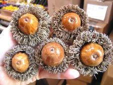 FIVE GIANT Burr Acorns for crafts, wreaths, bowl fillers, etc, set z