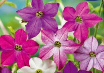 950x Ziertabak Sensation mix Nicotiana alata Garten Pflanzen Samen