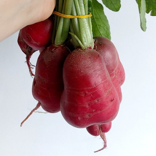 1 Lb Crimson Giant Radish Seeds - Everwilde Farms Mylar Seed Packet - Picture 2 of 2