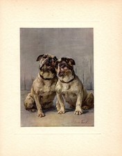 Antique Bulldog Print c1910 Maud Earl Art Illustration Chevet Punch Daisy 6905p