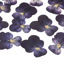 12-Pack Dried Pressed Flowers for Resin, Real Natural Dry Floral Dark Purple 