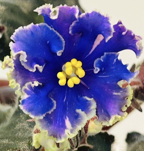 African Violet plant. GR 12/3 .Large blooming plant, Very rare! NEW Intro!