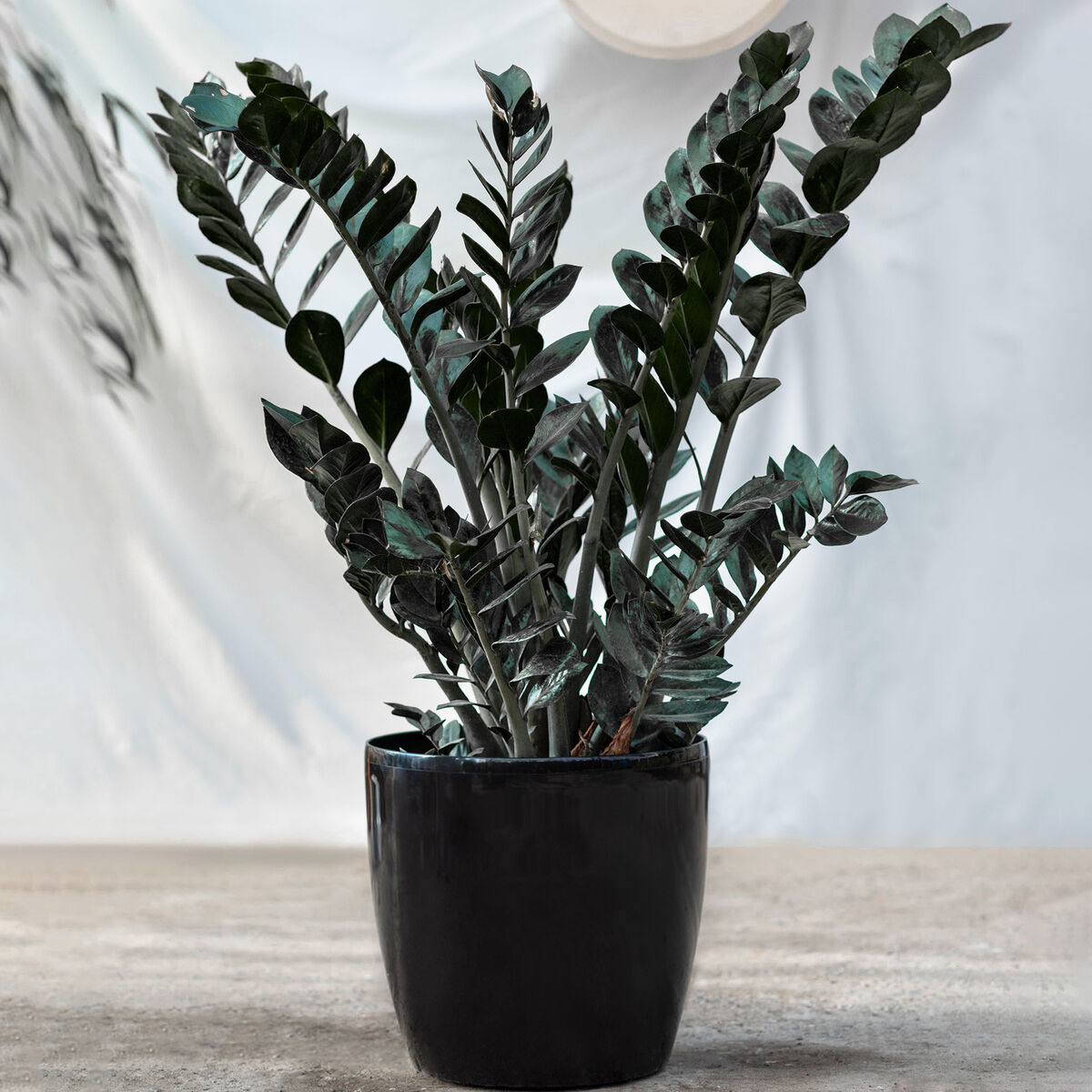 image.title The Enigmatic Zamioculcas Raven: A Guide To Black ZZ Plant Care