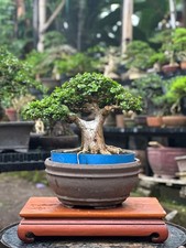 Real Picture Bonsai Premna Mame  Premna Microphylla  Bonsai Premna  Bonsai