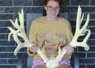 31'' Reproduction Mule Deer Shoulder Mount Taxidermy Montana Decor Mountain