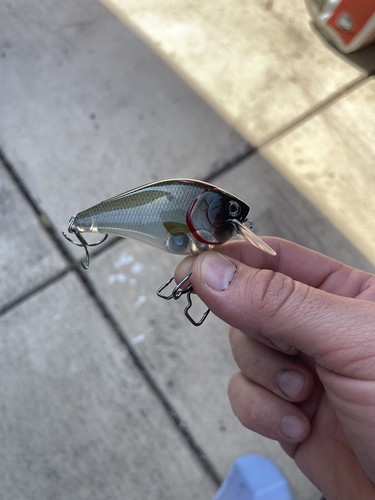 Custom Painted Crankbait 2.5 Squarebill Silent Super Ghost Shad Fastback - Bild 5 von 6