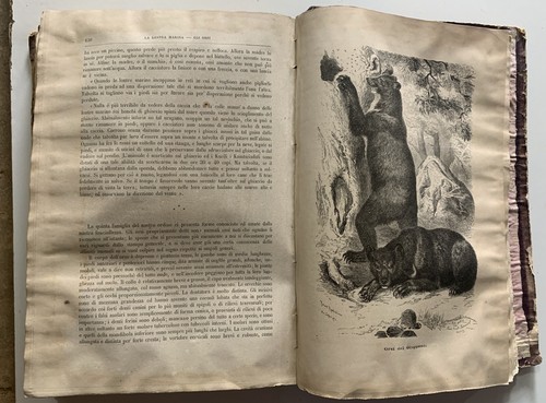 BREHM VITA DEGLI ANIMALI VOLUME SESTO PRIMO MAMMIFERI INSETTI  UTET 1873 - Picture 7 of 18