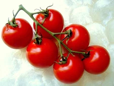 CAMPARI TOMATO, sweet vine tomatoes exotic fruit vegetables plant seed  50 SEEDS