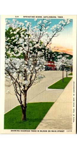 Vintage 1940er Gatlinburg TN Hartriegel in Blüte Postkarte - Bild 1 von 2