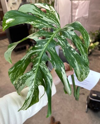 Monstera Albo Medium Variegation rooted plants + cuttings, DISCOUNTED