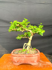 Bonsai Premna Macrophylla Sancang Small Tree